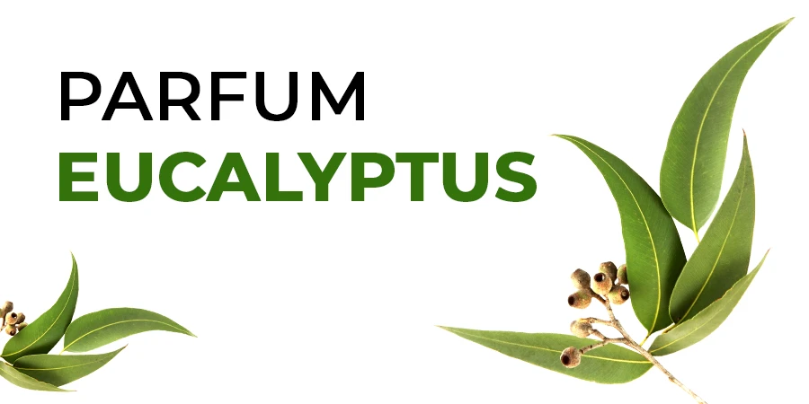 Module Confort Evolution au parfum eucalyptus